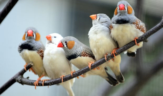 Ongebruikt Activiteit: Jaarlijkse vogelshow van De Goudvink | Veluws Nieuws RY-91