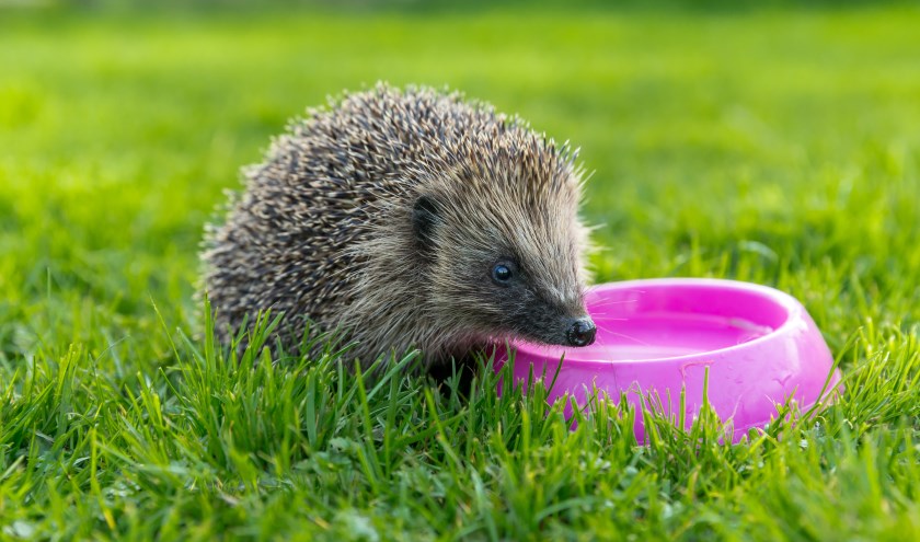 Tel de egels in je tuin tijdens het Egelweekend